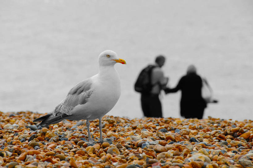 成年人,两个人,横图,室外,白天,海洋,海鸥,野生动物,英国,鸟类,鹅卵石,摄影,男人,女人,半身,彩图