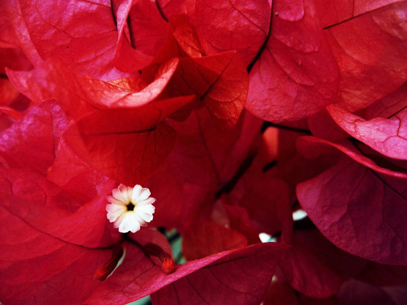 无人,横图,室外,特写,白天,美景,菲律宾,景观,九重葛,三角梅,花,红色,自然,景色,摄影,热带气候,脆弱,清新,自然风光,三叶梅,毛宝巾,簕杜鹃,叶子花,叶子梅,南美紫茉莉,三角花,彩图