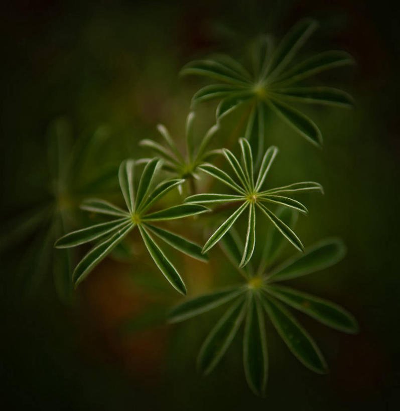 无人,竖图,室外,特写,白天,澳大利亚,花,绿色,摄影,生长,清新,塔斯马尼亚,白羽扇豆,彩图