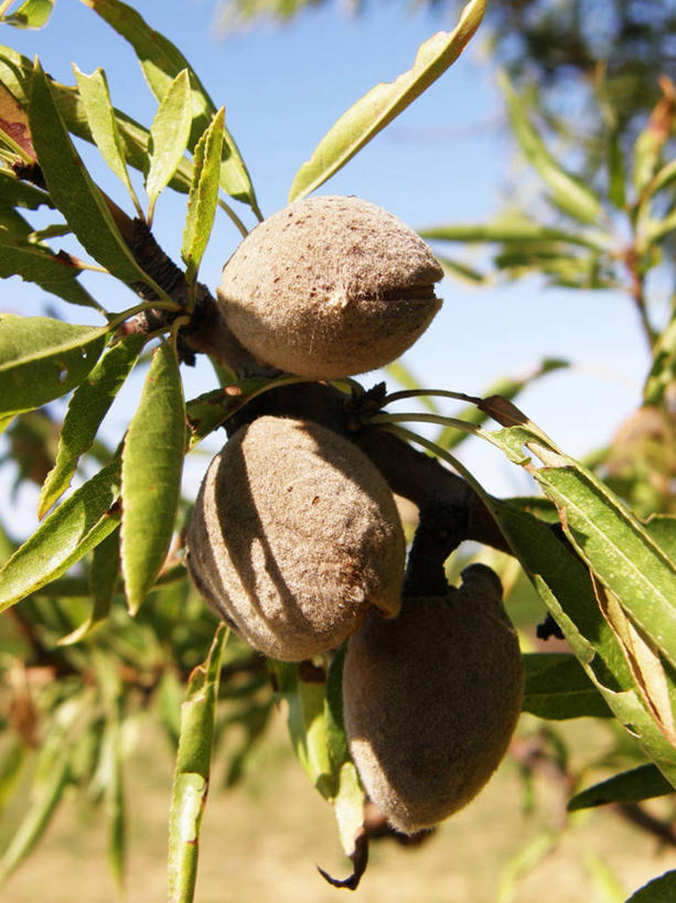 无人,竖图,室外,特写,白天,植物,杏仁,叶子,法国,果树,枝,树,树木,绿色,自然,摄影,生长,成长,杏树,埃罗,彩图