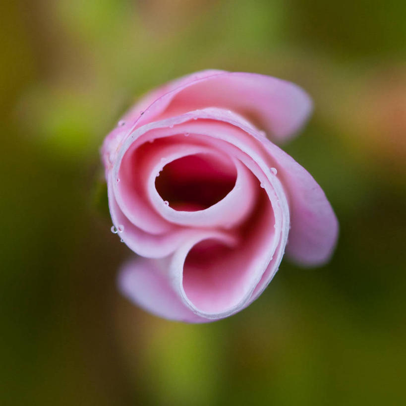 无人,方图,室外,白天,英国,花,花瓣,摄影,生长,天竺葵,脆弱,清新,彩图