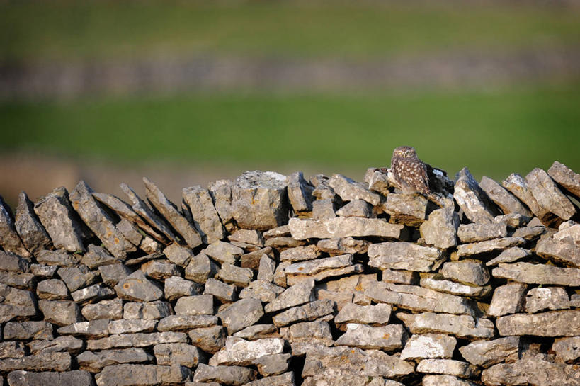 无人,横图,室外,白天,猫头鹰,野生动物,英国,堆叠,鸟类,石墙,摄影,彩图