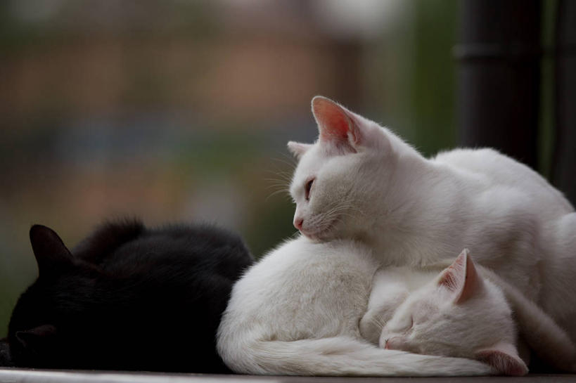 无人,横图,室外,特写,白天,宠物,猫,日本,三只,连接,白色,黑色,休息,家畜,放松,摄影,京都府,闭着眼睛,睡觉,彩图