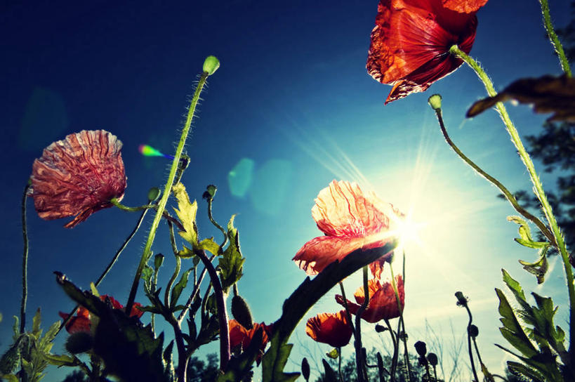 横图,德国,首都,柏林,摄影