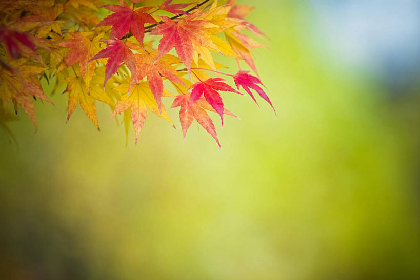 无人,横图,室外,特写,白天,叶子,奥地利,维也纳,首都,红色,绿色,摄影,脆弱,改变,秋天,彩图