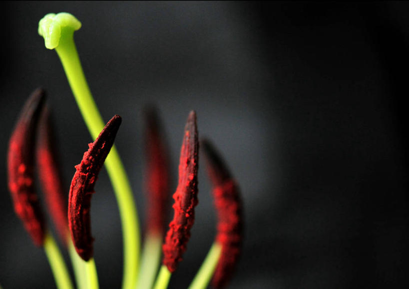 无人,横图,室外,特写,白天,日本,花,红色,绿色,摄影,生长,脆弱,雌蕊,雄蕊,清新,岐阜县,彩图