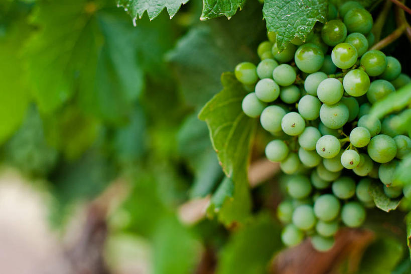 横图,阿根廷,摄影,门多萨