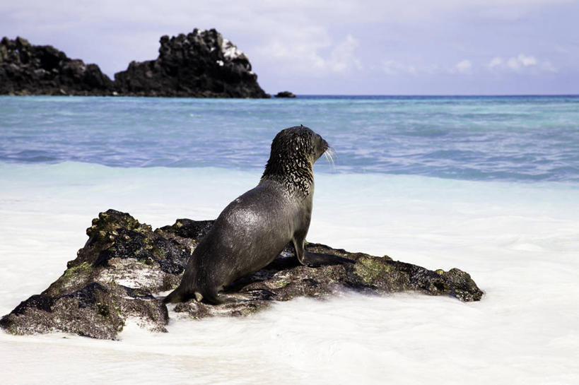 无人,横图,室外,白天,海洋,水,海狮,厄瓜多尔,沙子,水平线,云,自然,动物,摄影,加拉帕戈斯群岛,海滩,岩石,彩图