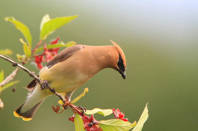 横图,加拿大,摄影,大不列颠哥伦比亚