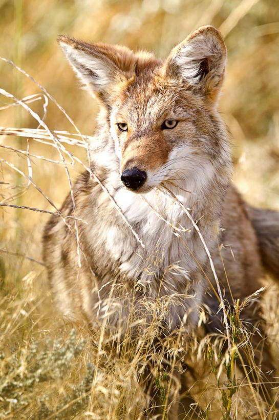 无人,竖图,室外,特写,白天,野生动物,美国,羚羊,草,摄影,丛林狼,州立公园,犹他,彩图,郊野公园