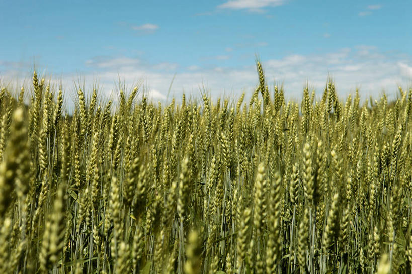 横图,意大利,摄影