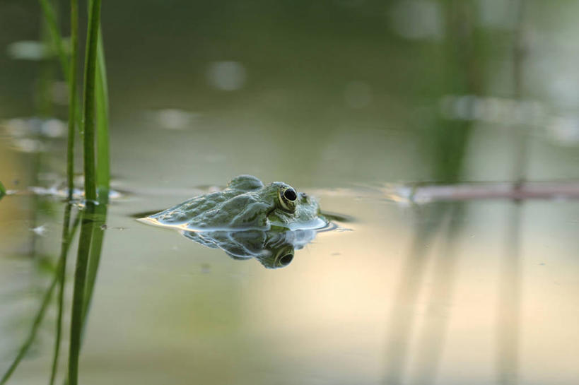 无人,横图,室外,特写,白天,水,野生动物,奥地利,反射,草,动物,摄影,等,彩图