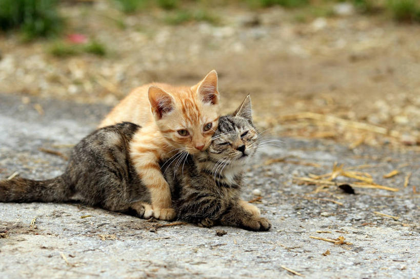 无人,横图,室外,白天,友谊,街道,宠物,猫,德国,动物,两只,家畜,摄影,巴伐利亚,拥抱,彩图