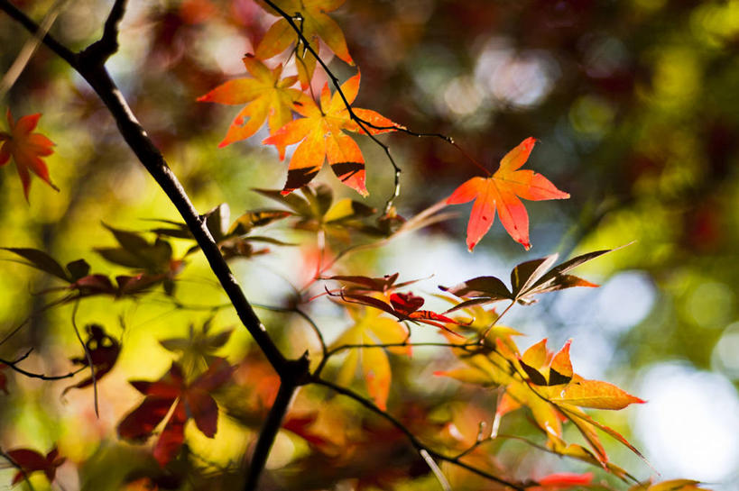 无人,横图,室外,特写,白天,枫树,日光,日本,枫叶,枝,横滨,神奈川县,树,自然,摄影,生长,改变,秋天,彩图