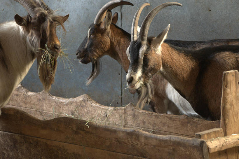 无人,站,吃,横图,室内,白天,加拿大,三只,木制,草,动物,家畜,摄影,牲畜,食草动物,山羊,彩图