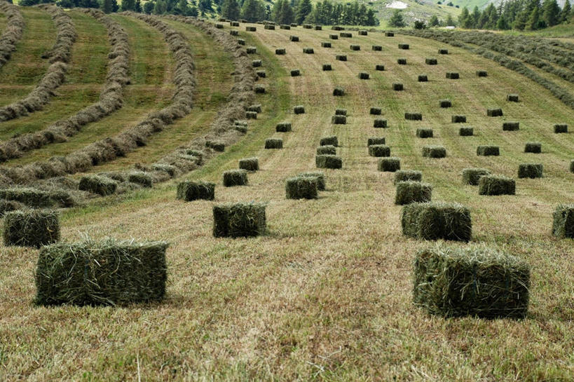 无人,横图,室外,白天,旅游,度假,农业,美景,法国,一排,许多,丰富,整齐,景观,田地,干草,很多,娱乐,排列,自然,草垛,享受,休闲,景色,放松,摄影,块状,生长,宁静,队列,自然风光,干草垛,上阿尔卑斯省,彩图