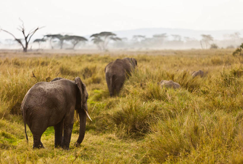 横图,坦桑尼亚,摄影