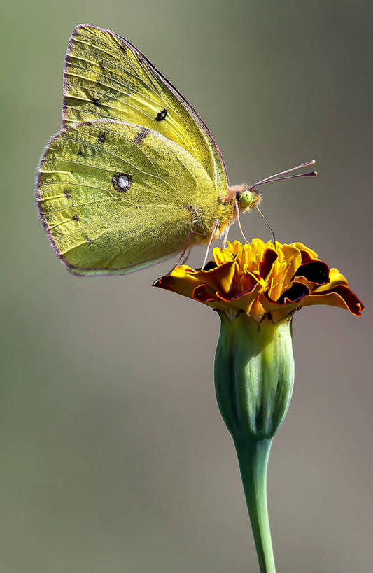 无人,坐,竖图,室外,特写,白天,侧面,野生动物,蝴蝶,韩国,昆虫,茎,花蕾,花,黄色,摄影,清新,授粉,彩图