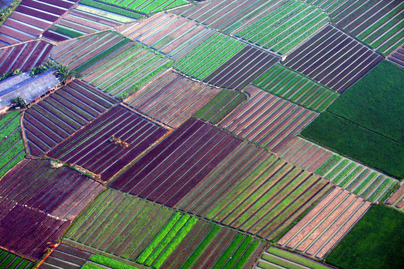 无人,农场,横图,俯视,航拍,室外,白天,农业,城市,印度尼西亚,田地,首都,风景,自然,摄影,生长,鸟瞰,雅加达,西爪哇,彩图,高角度拍摄