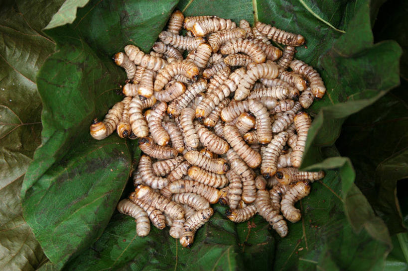 无人,横图,室外,白天,叶子,印度,一群,许多,丰富,市场,很多,零售,摄影,幼虫,锡金,甘托克,彩图,蛆