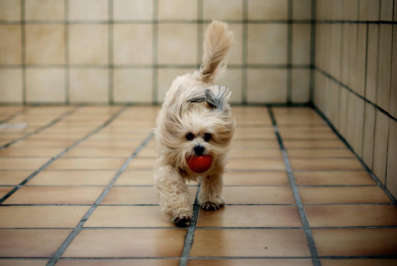 无人,跑,横图,室内,宠物,狗,巴西,瓷砖,球,家畜,摄影,砖地,叼着,肖像,彩图