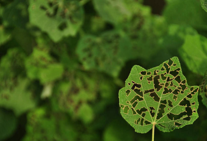 无人,横图,室外,特写,白天,叶子,枯萎,绿色,自然,摄影,死亡,腐烂,脆弱,广东省,枯败,叶脉,彩图