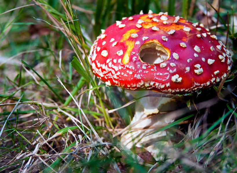 无人,横图,室外,白天,树林,英国,蘑菇,草,红色,自然,摄影,生长,彩图