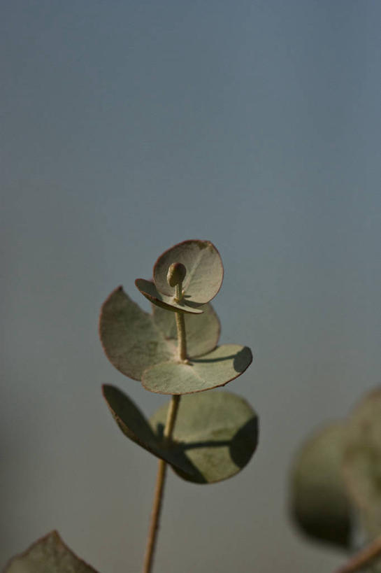无人,竖图,室外,特写,白天,叶子,阿根廷,茎,首都,天空,自然,摄影,生长,脆弱,利马,布宜诺斯艾利斯,彩图