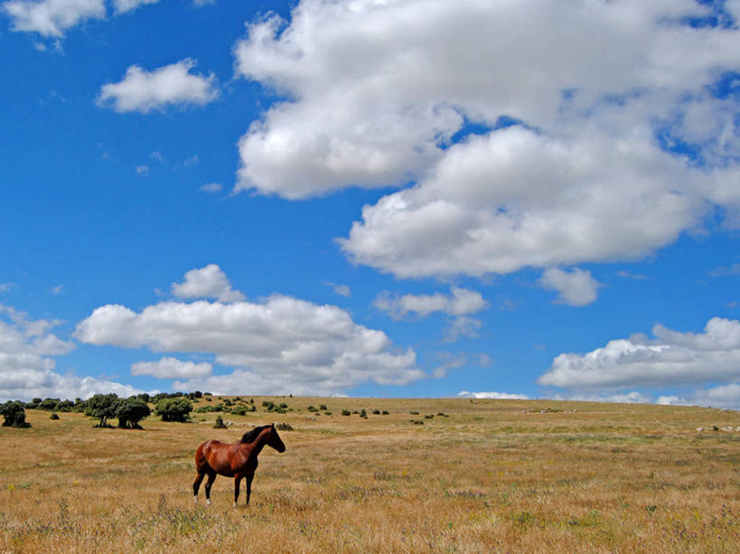 横图,西班牙,萨拉曼卡,摄影