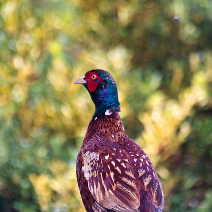 无人,方图,室外,特写,白天,鸟,野生动物,雉,英国,鸟类,动物,摄影,喙,怀特岛,彩图