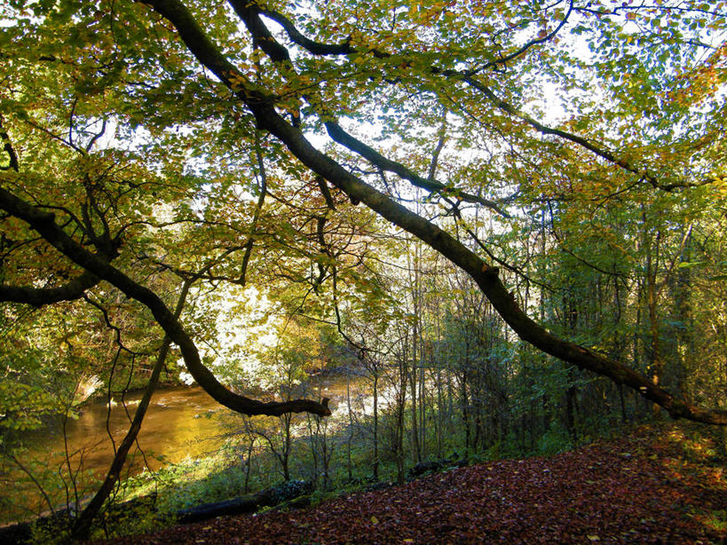 无人,横图,室外,白天,河流,叶子,英国,枝,草,树,天空,自然,摄影,宁静,干的,彩图