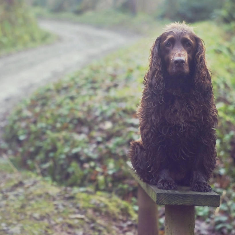 无人,坐,方图,室外,白天,路,宠物,狗,英国,长椅,自然,家畜,摄影,肖像,彩图