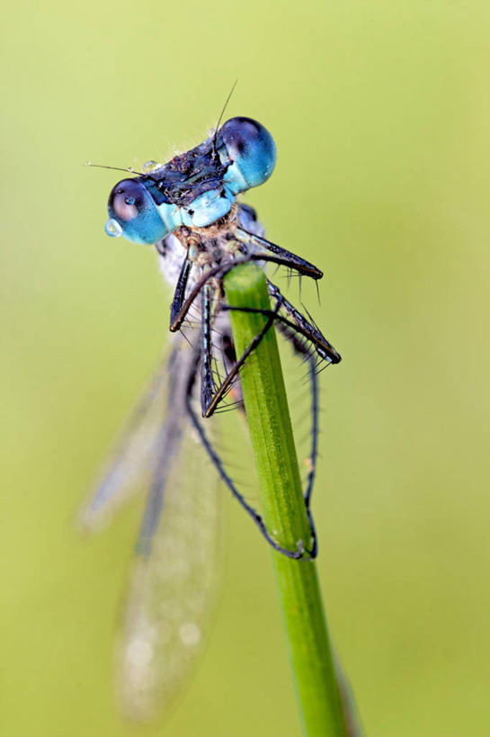竖图,意大利,摄影