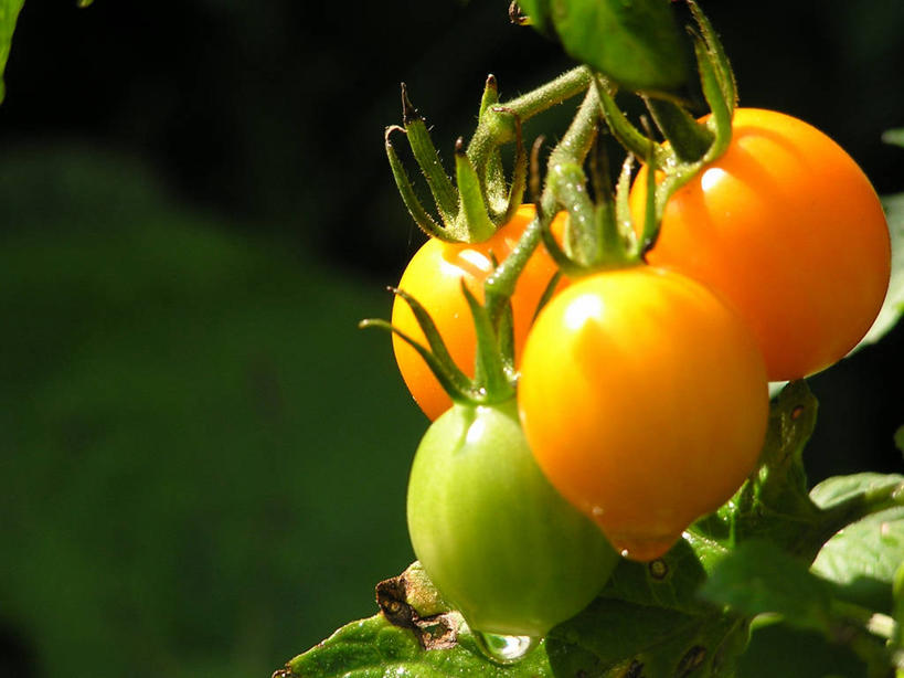 无人,横图,室外,特写,日光,饮食,自然,藤蔓,雨滴,摄影,生长,早晨,清新,健康食物,藤蔓植物,彩图,耶利哥