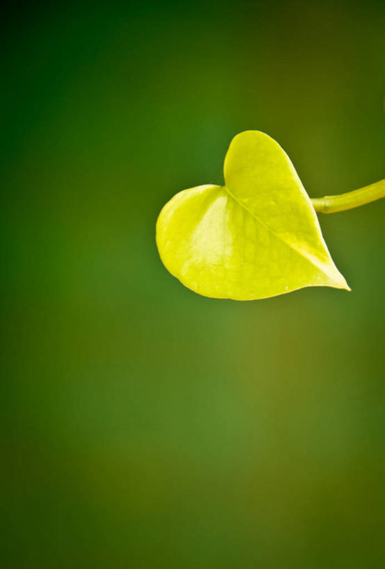 无人,竖图,室外,特写,白天,叶子,印度,茎,一个,绿色,摄影,单个,脆弱,清新,阿萨姆,心型,彩图,爱