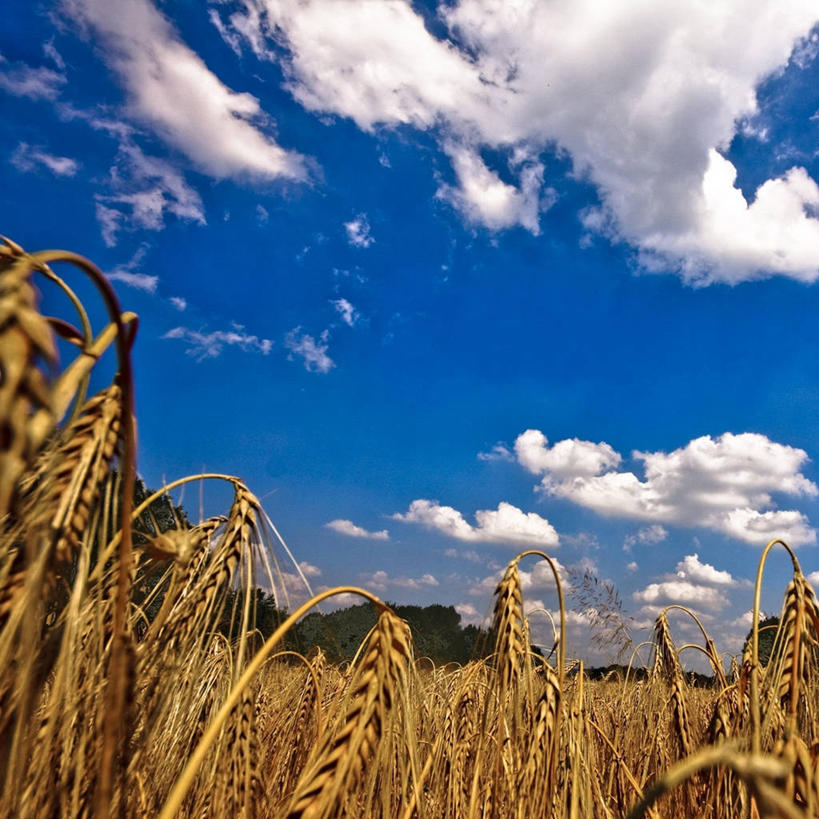 无人,方图,室外,白天,农业,小麦,德国,地形,田地,云,谷类,麦穗,天空,自然,摄影,生长,宁静,彩图