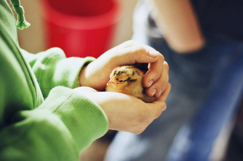 儿童,手,两个人,横图,室外,白天,纯洁,加拿大,鸟类,拿着,休闲装,动物,家畜,可爱,童年,童趣,摄影,部分,关爱,童真,烂漫,无邪,天真,女孩,捧着,彩图,兰利,小鸡