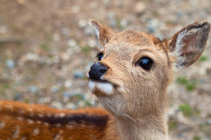 无人,横图,室外,特写,白天,鹿,野生动物,奈良县,日本,日本文化,动物,摄影,部分,机敏,奈良公园,彩图