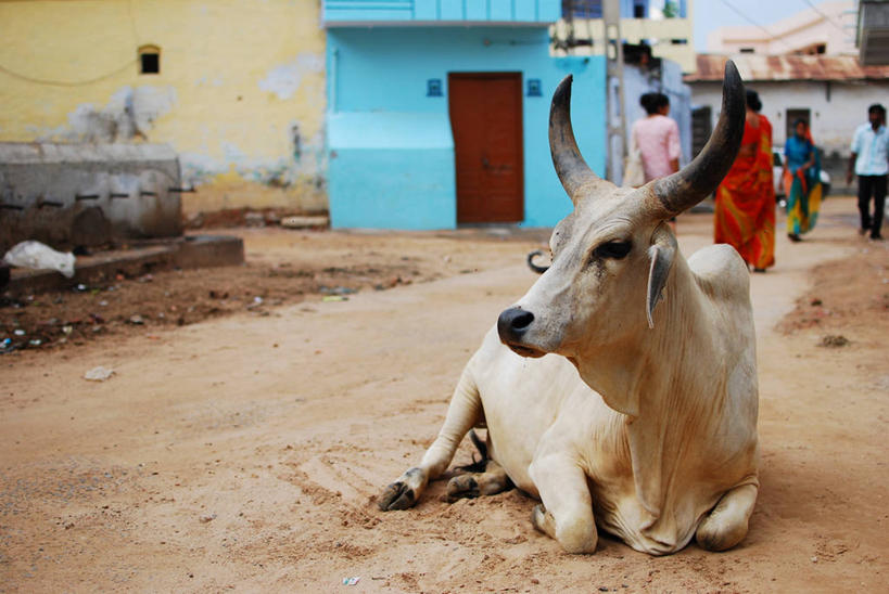 坐,横图,室外,白天,印度,乡村,路口,家畜,摄影,宗教,牲畜,印度文化,母牛,古吉拉特邦,彩图,家牛