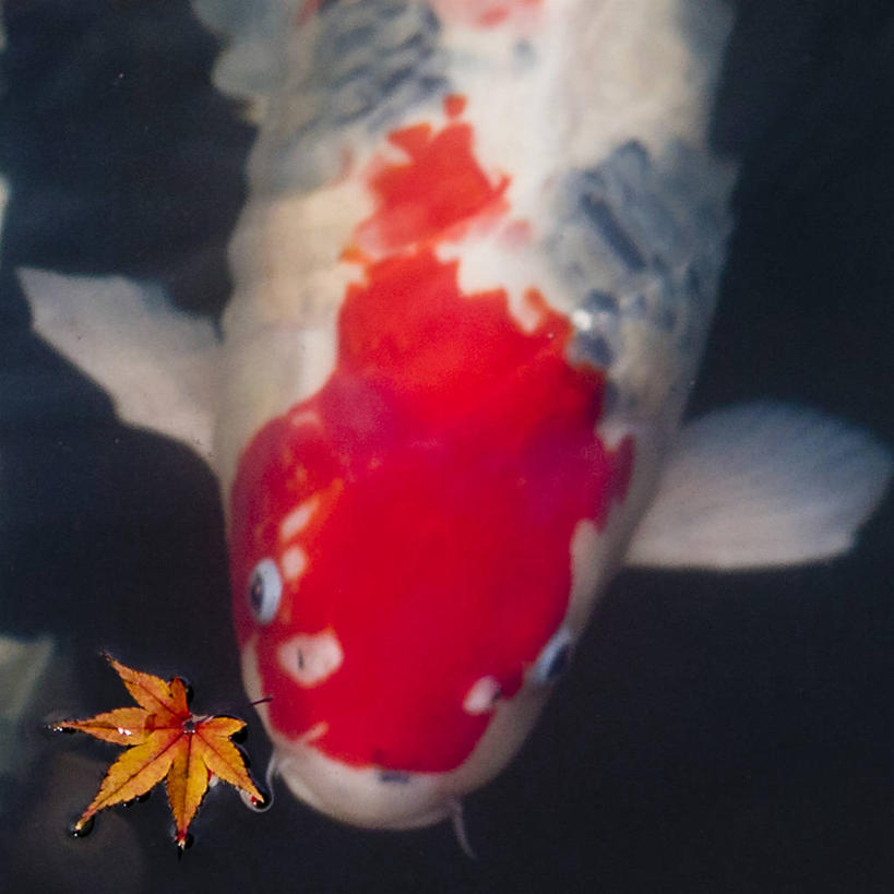 无人,方图,室外,特写,白天,枫树,锦鲤,叶子,东京,日本,池塘,首都,鱼类,摄影,彩图