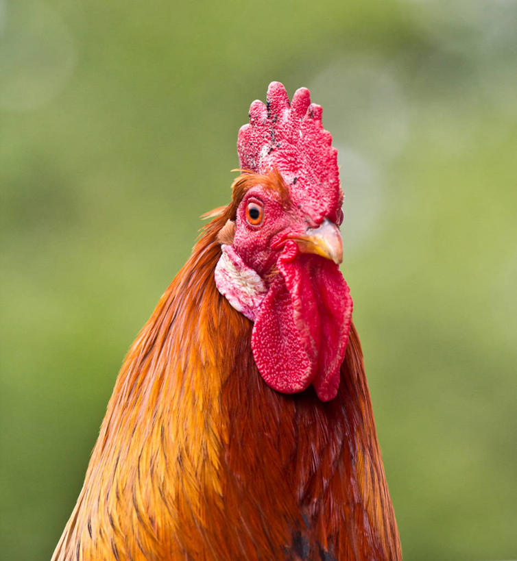 无人,竖图,室外,特写,白天,加拿大,鸟类,家畜,摄影,牲畜,肖像,机敏,公鸡,彩图,纽宾士域