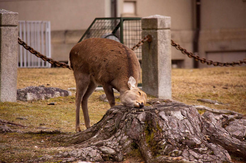无人,横图,室外,特写,白天,鹿,野生动物,奈良县,日本,树桩,草,摄影,铁环,锁链,链条,束缚,限制,奈良公园,约束,闭着眼睛,彩图