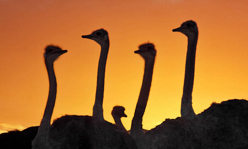 无人,横图,室外,野生动物,鸵鸟,南非,鸟类,天空,黄昏,橙色,摄影,五只,奥次颂,彩图
