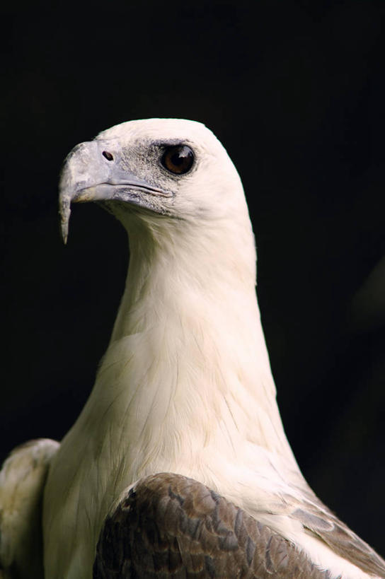 无人,竖图,特写,野生动物,鹰,菲律宾,黑色背景,鸟类,摄影,彩图,影棚拍摄