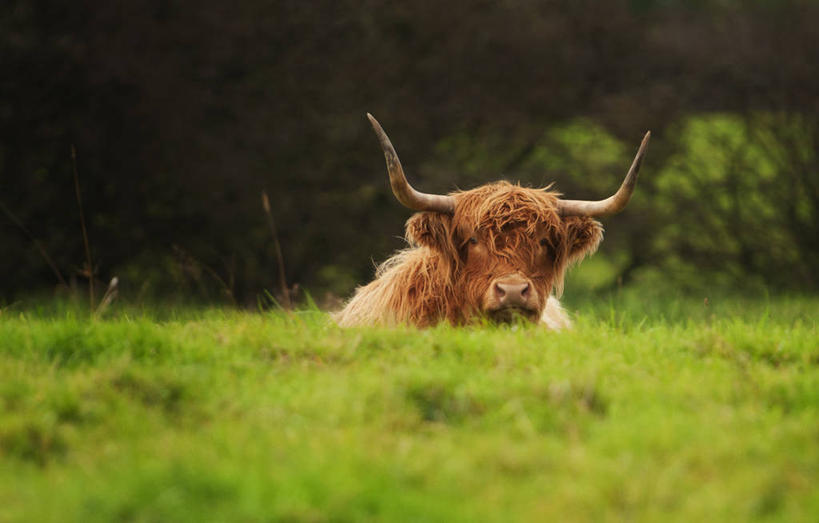 无人,横图,室外,白天,英国,草,家畜,摄影,牲畜,母牛,彩图,家牛