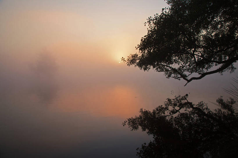 无人,横图,室外,日出,湖,雾,英国,对称,反射,枝,首都,树,自然,摄影,宁静,早晨,剪影,萨里市,彩图