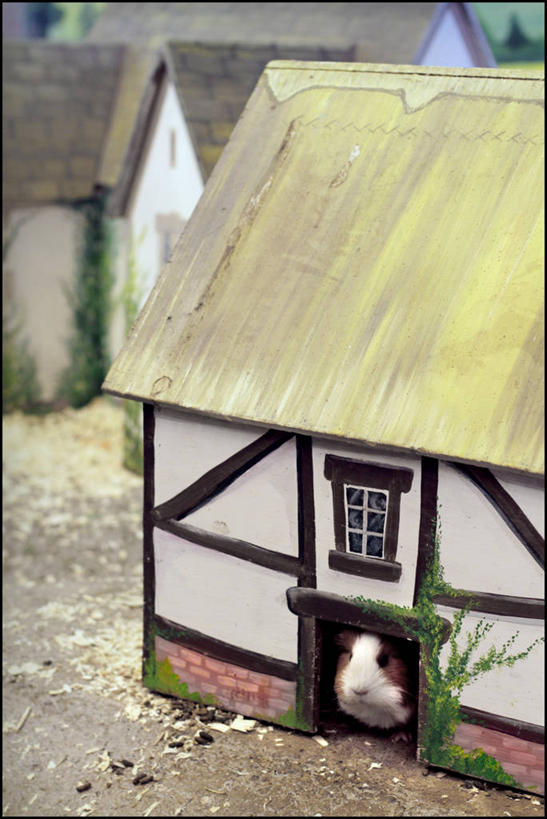 无人,竖图,室外,白天,宠物,英国,房屋,家畜,摄影,豚鼠,想法,彩图