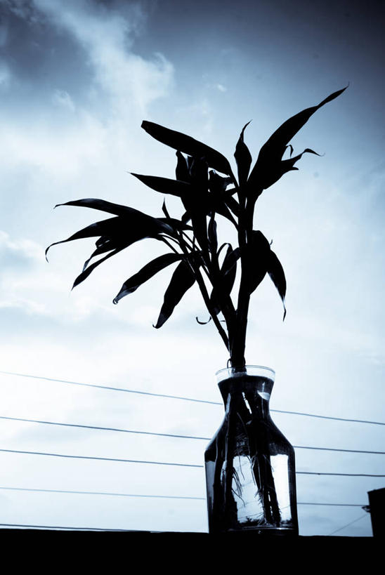 无人,竖图,室外,花瓶,叶子,印度,透明,茎,天空,自然,摄影,脆弱,清新,剪影,哈里亚纳邦,彩图