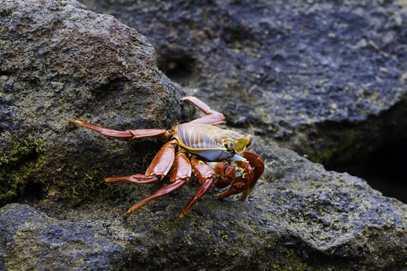 无人,横图,室外,特写,白天,野生动物,厄瓜多尔,红色,摄影,加拉帕戈斯群岛,危险,岩石,彩图