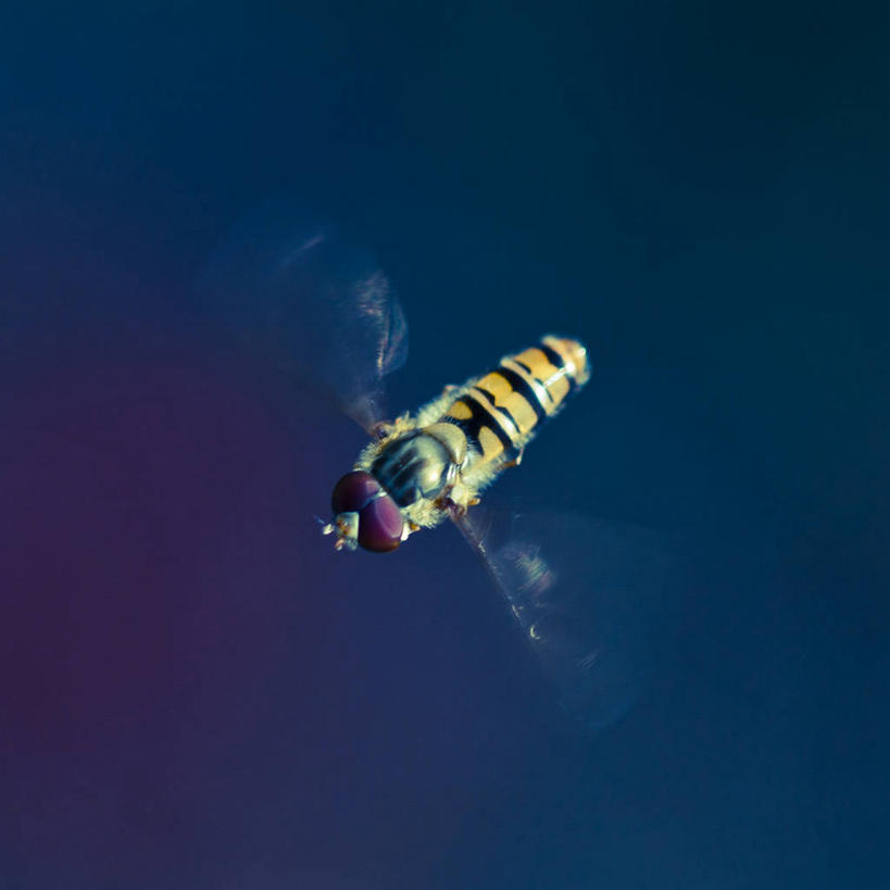 无人,方图,室外,白天,运动模糊,野生动物,英国,昆虫,半空,飞,盘旋,蓝色,摄影,怀特岛,彩图